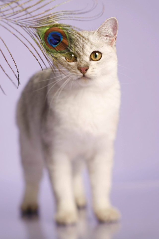 Кот бурмилла и перо павлина