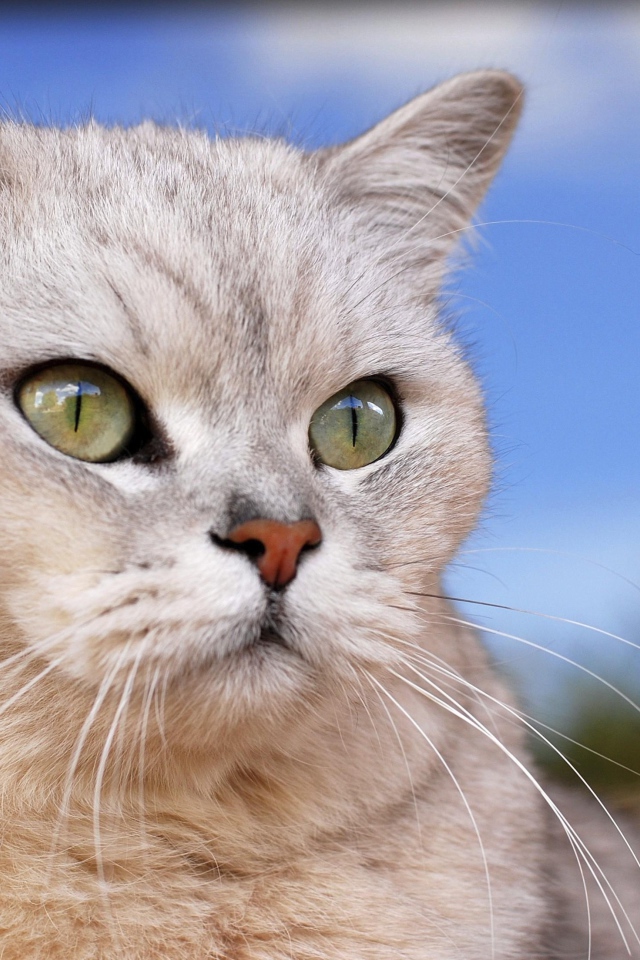 Порода кошек бурмилла