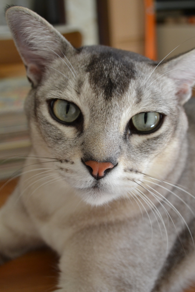 Кошка бурмилла лежит на столе