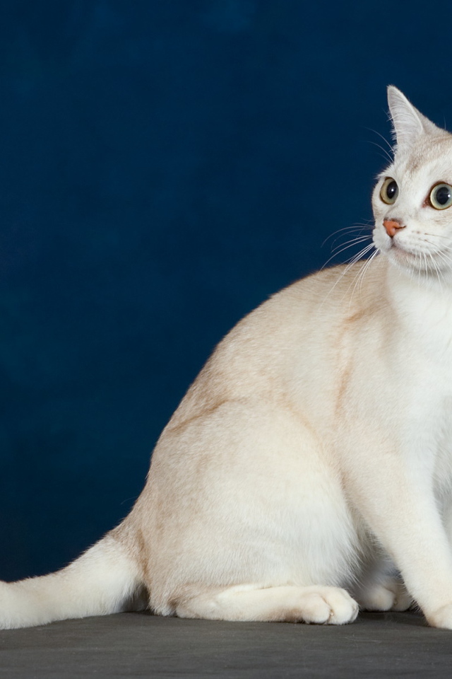 Кот бурмилла на синем фоне
