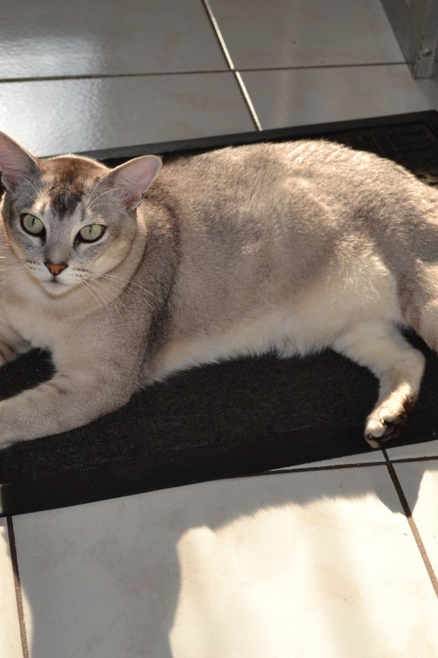 Кошка бурмилла на коврике