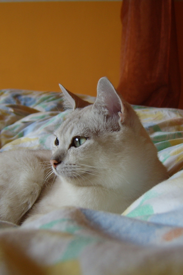 Бурмилла в кровати