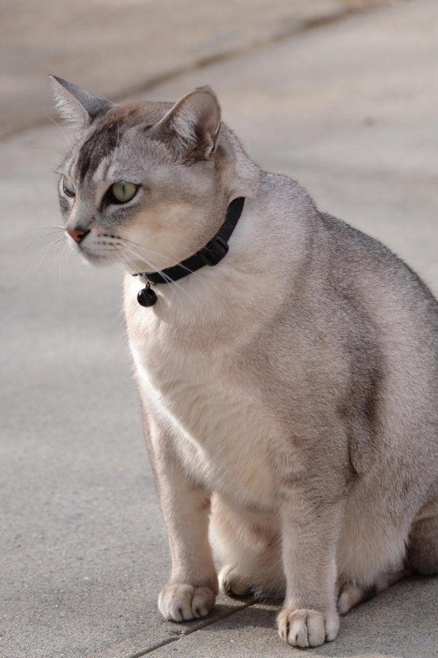 Бурмилла на дорожке