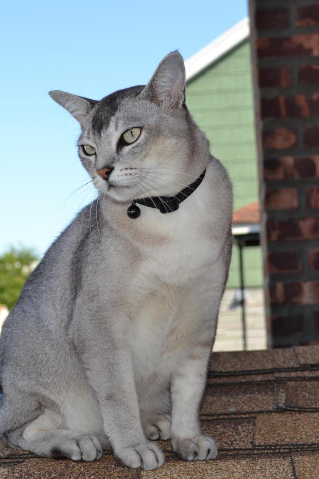 Бурмилла сидит на крыше