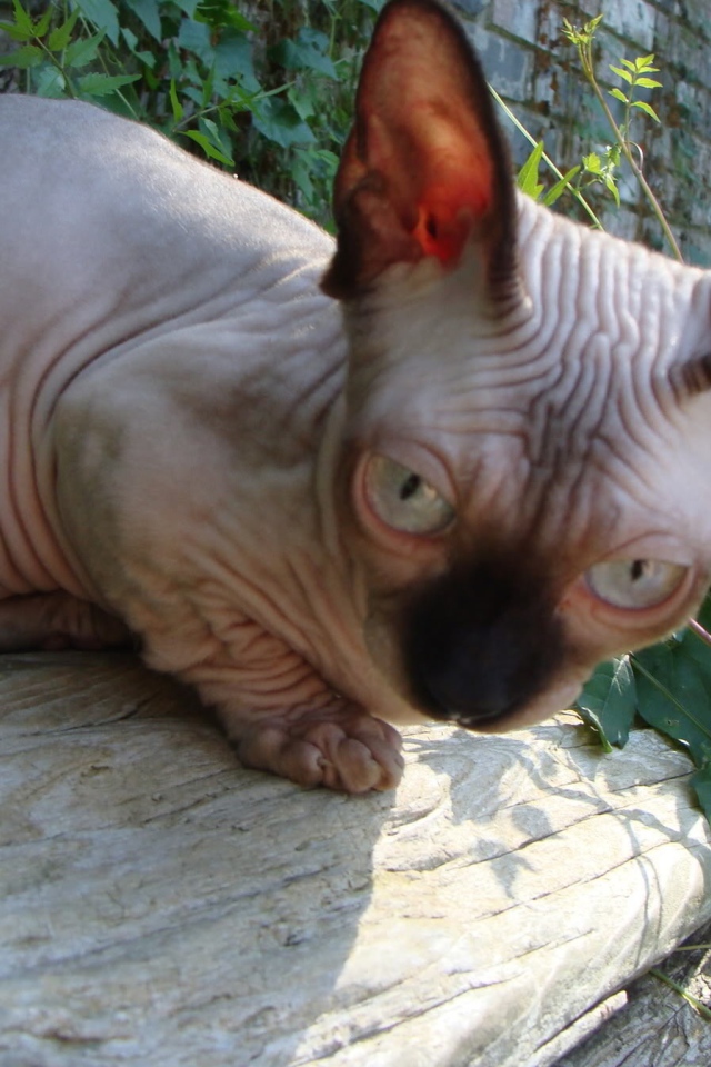 Кот минскин на природе