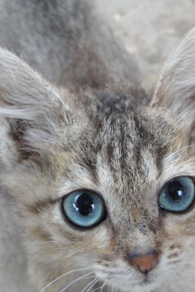 Кот охос азулес