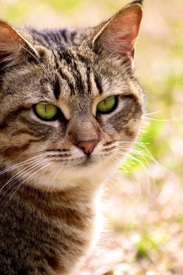 Калифорнийская сияющая кошка