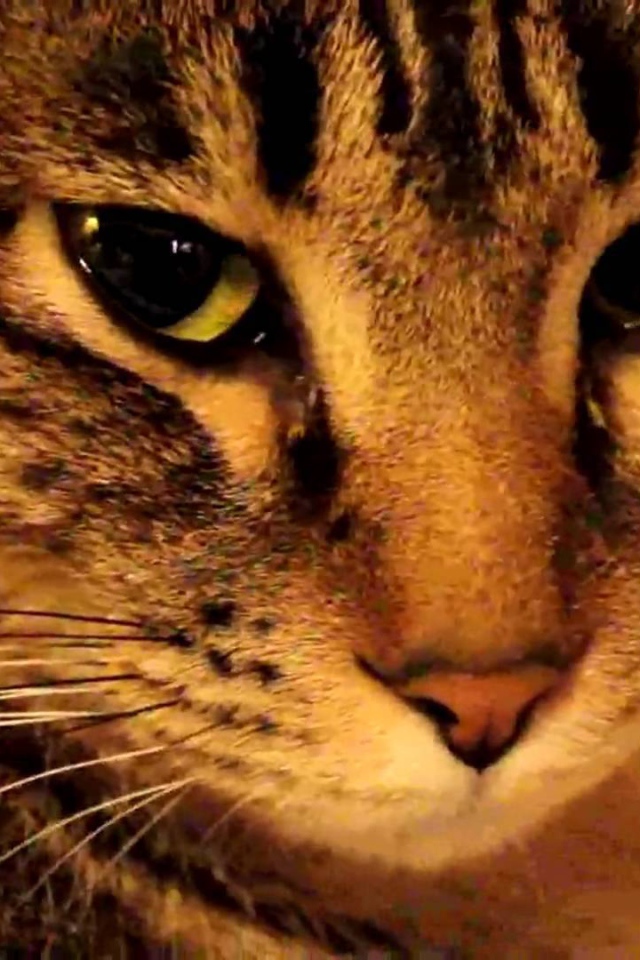 Мордочка калифорнийской сияющей кошки