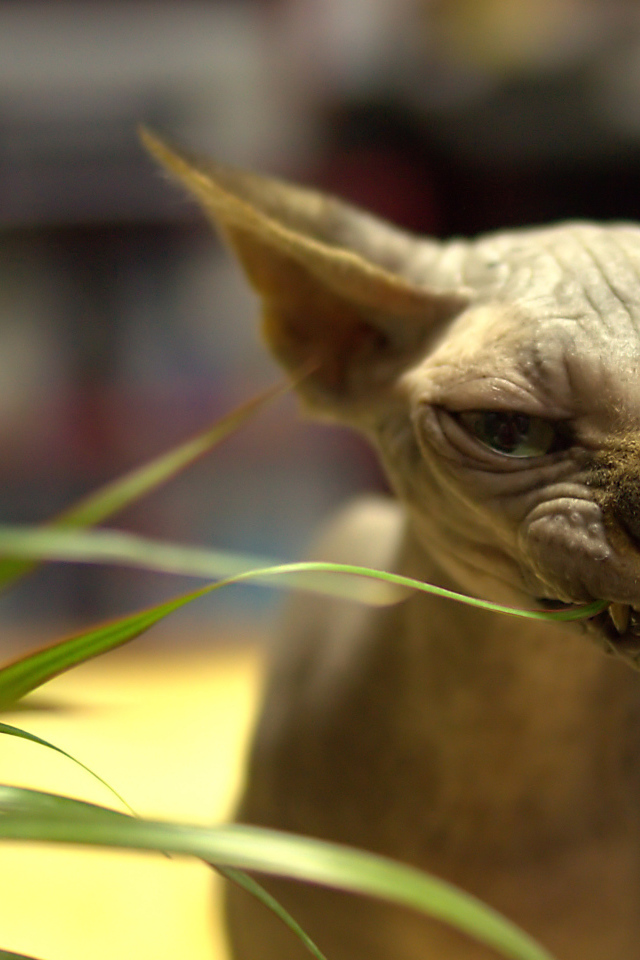 Канадский сфинкс