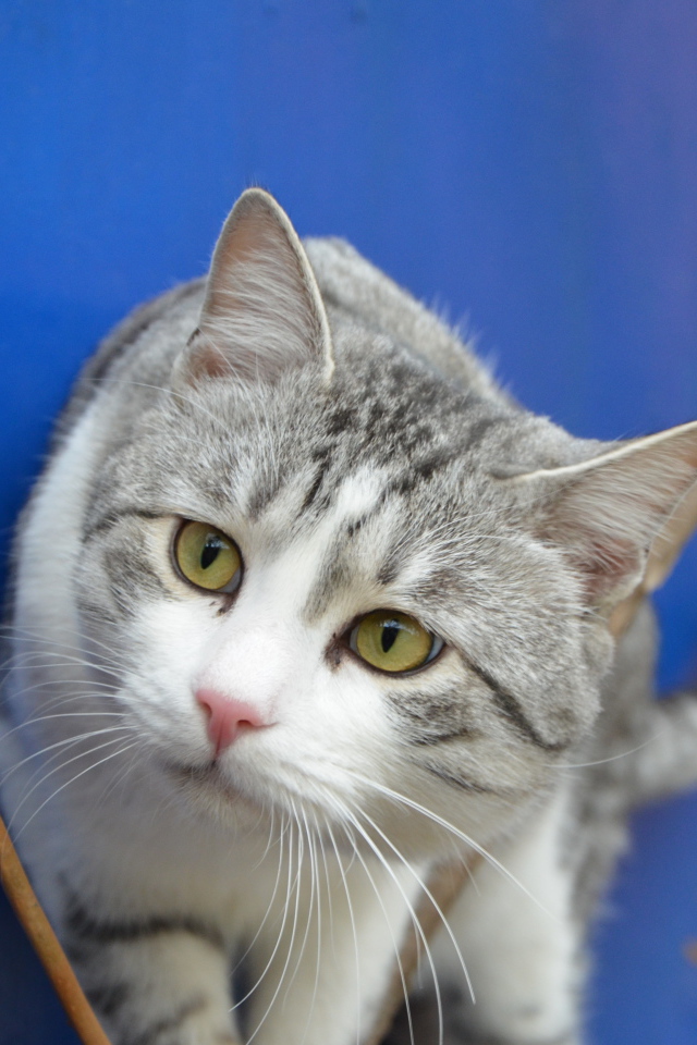 Глаза кота аравийский мау