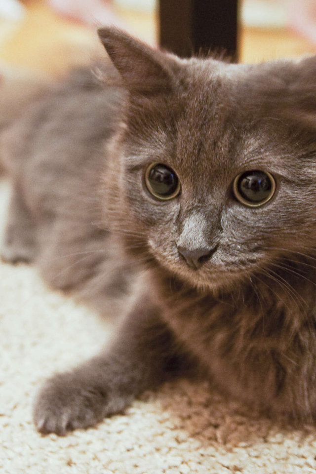 Глаза кота нибелунга