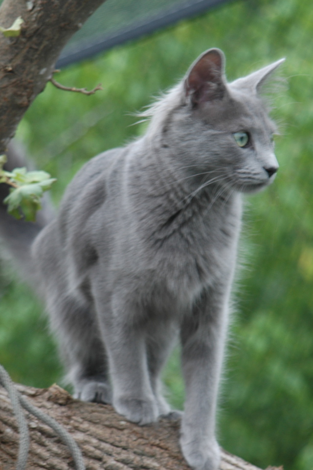 Кошка нибелунг на природе