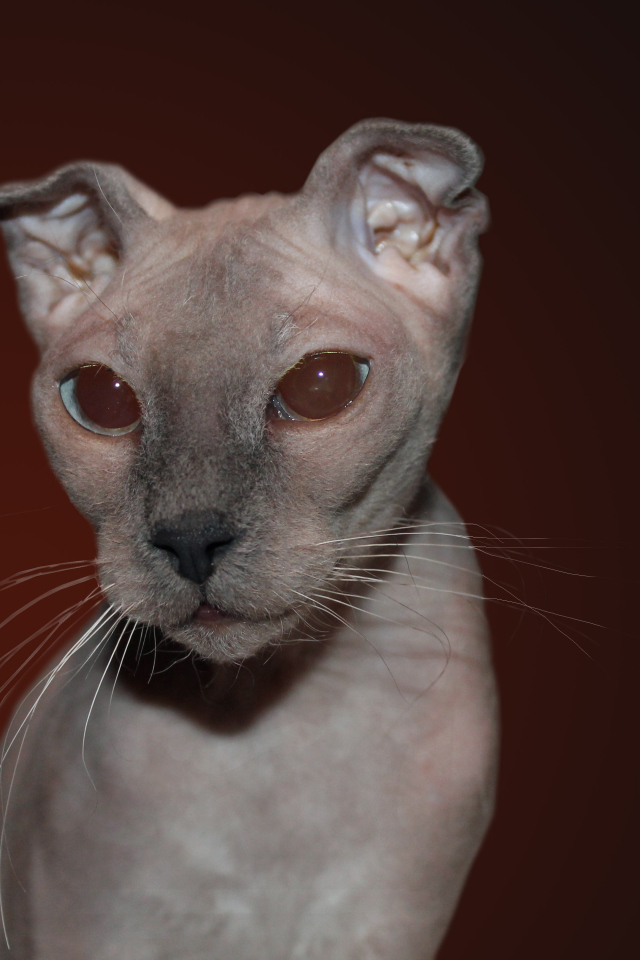 Кот украинский левкой