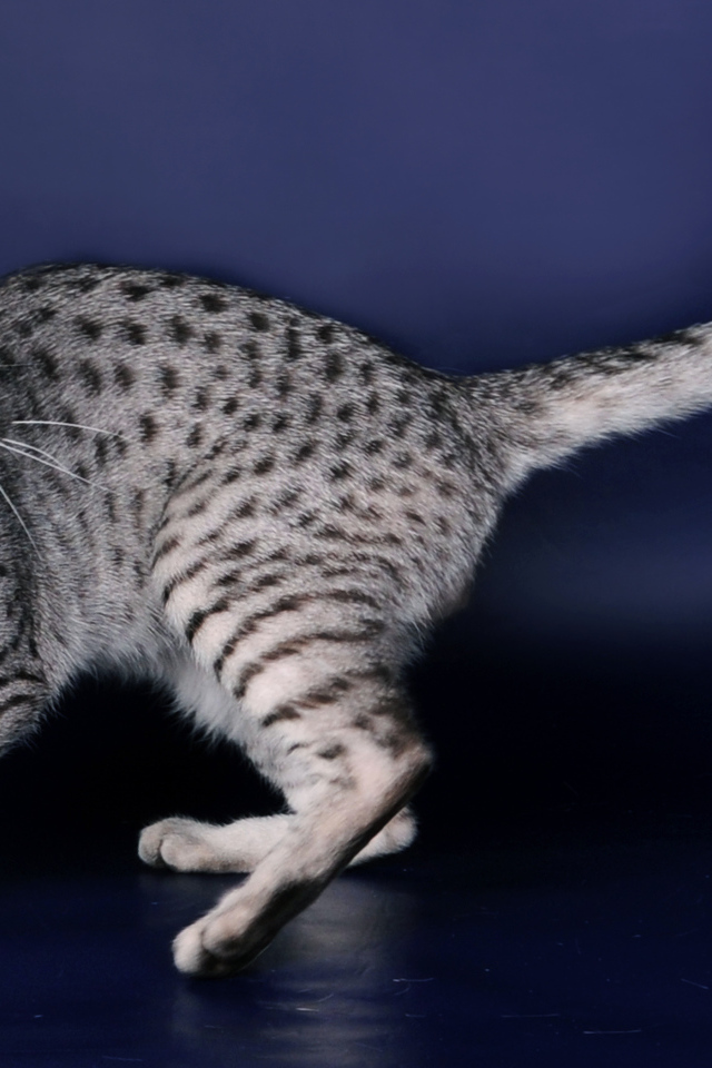 Порода кошек египетская мау