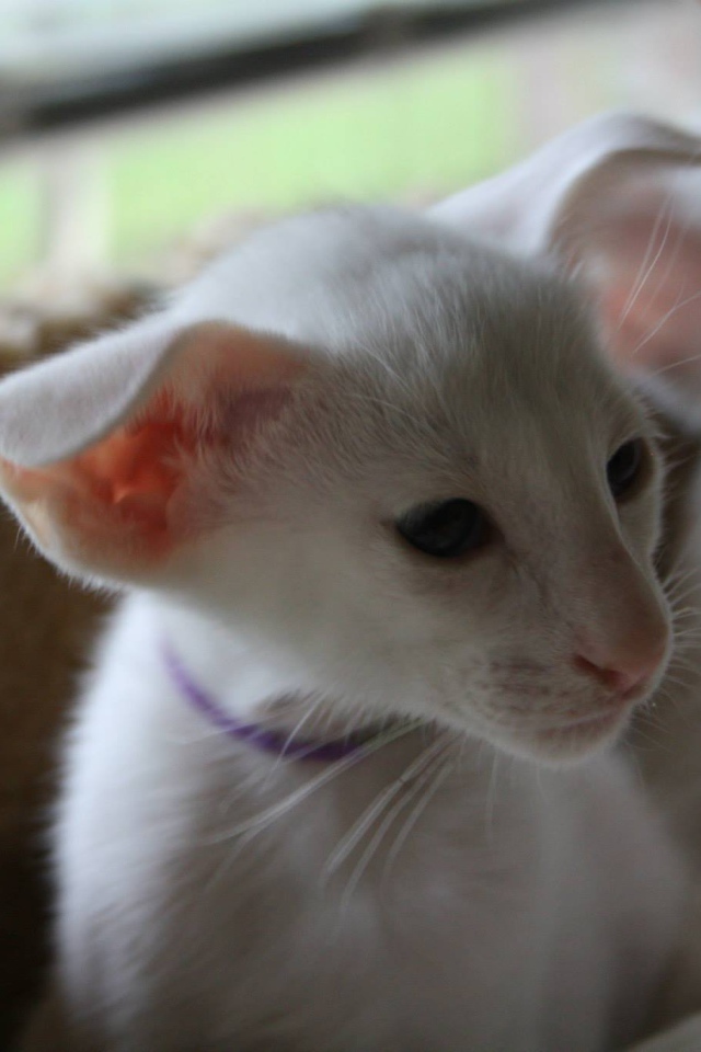 Порода кошек форин вайт