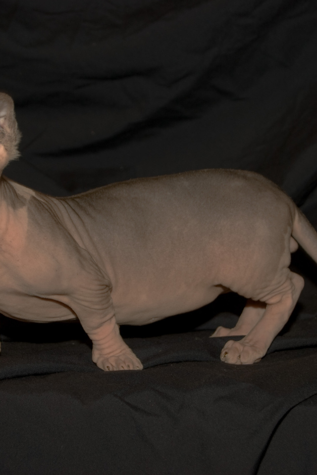 Порода кошек минскин