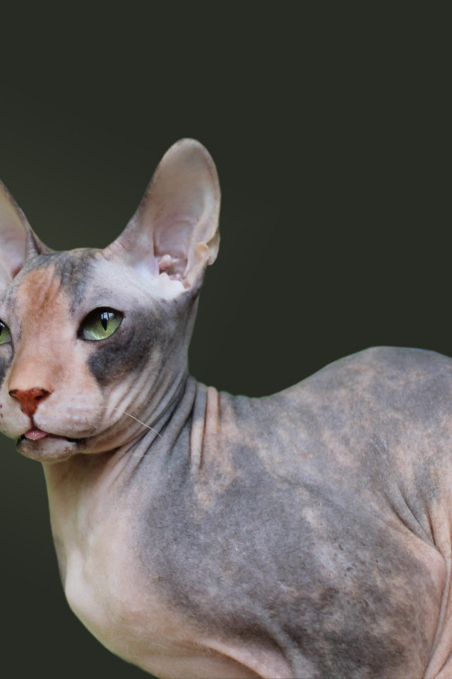 Порода кошек украинский левкой