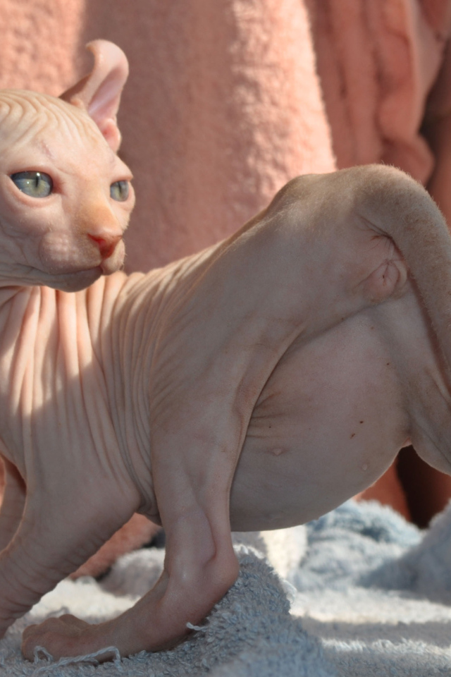 Кошка породы минскин