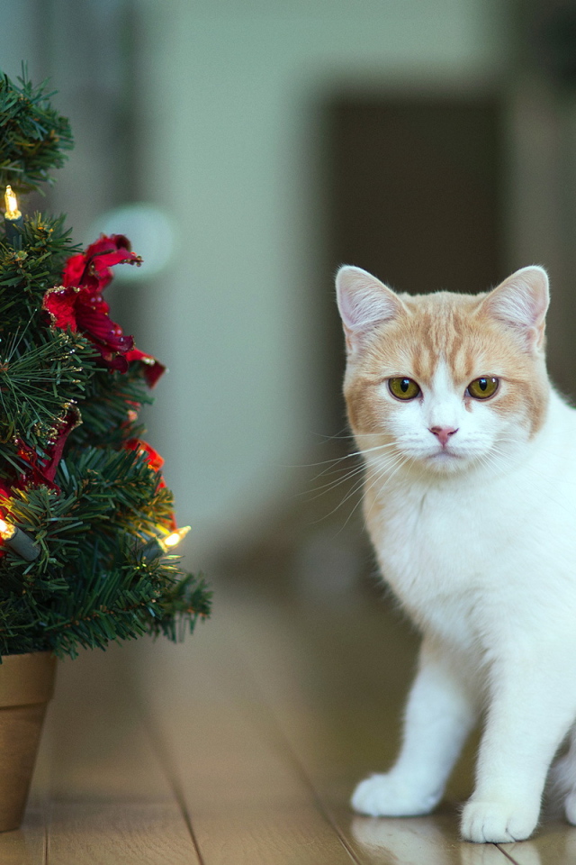 Кот празднует Новый год