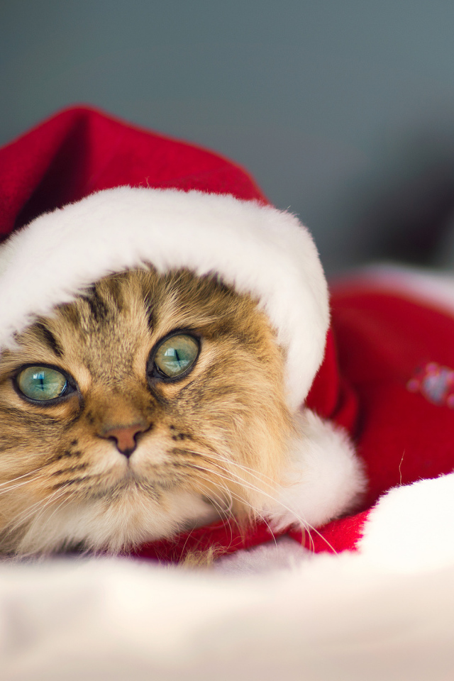 Кот в костюме Санта клауса