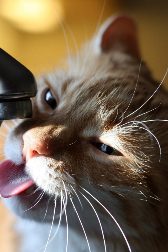 Кошка пьет воду из крана