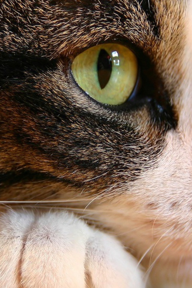 Кошачьи глаза