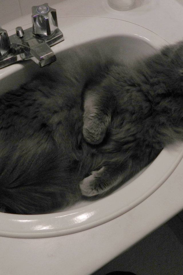 Кот нибелунг в раковине