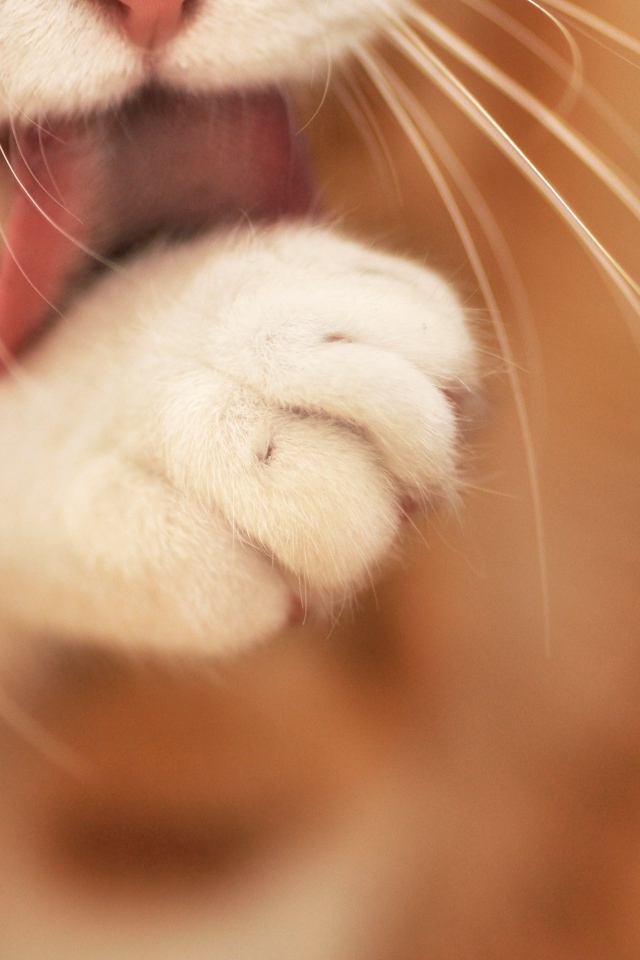 Кот лижет лапу