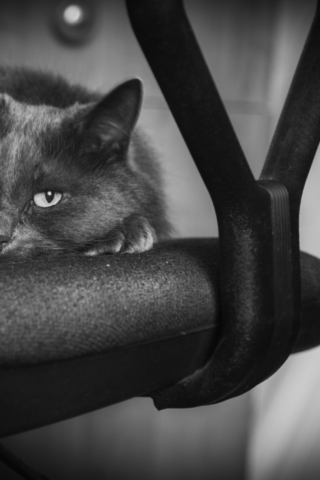 Котик лежит на стуле