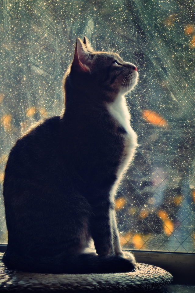 Кот смотрит в окно
