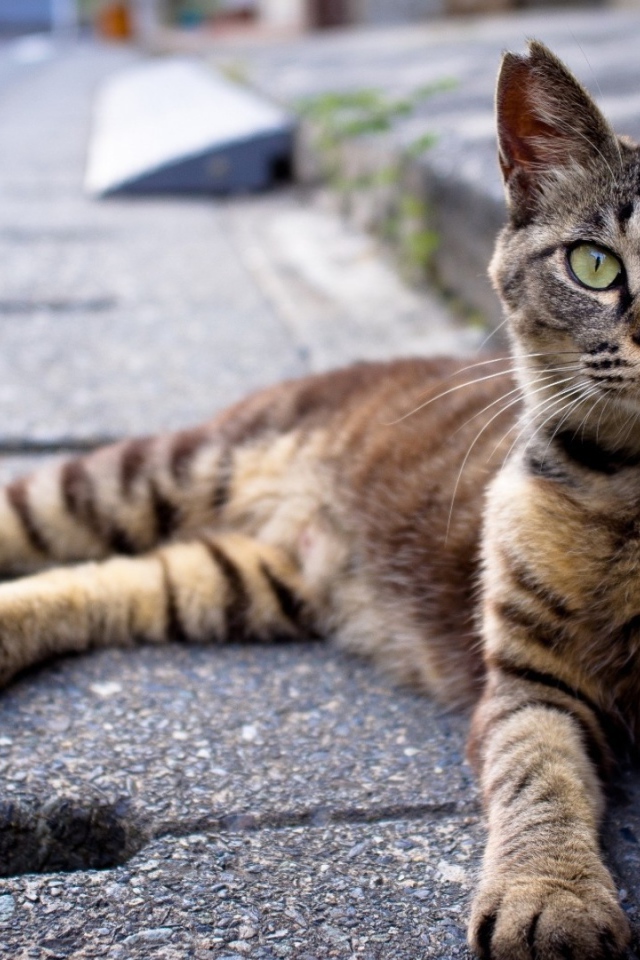 Кот лежит на улице
