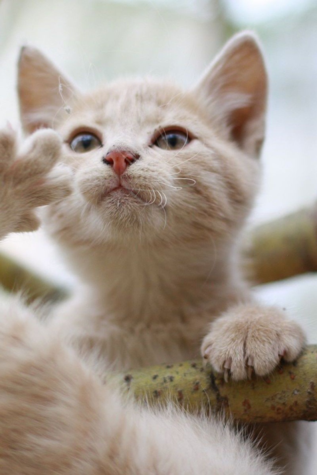 Кот на ветке дерева