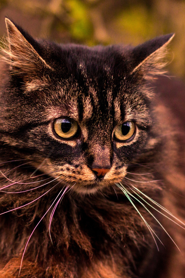 Кот на прогулке