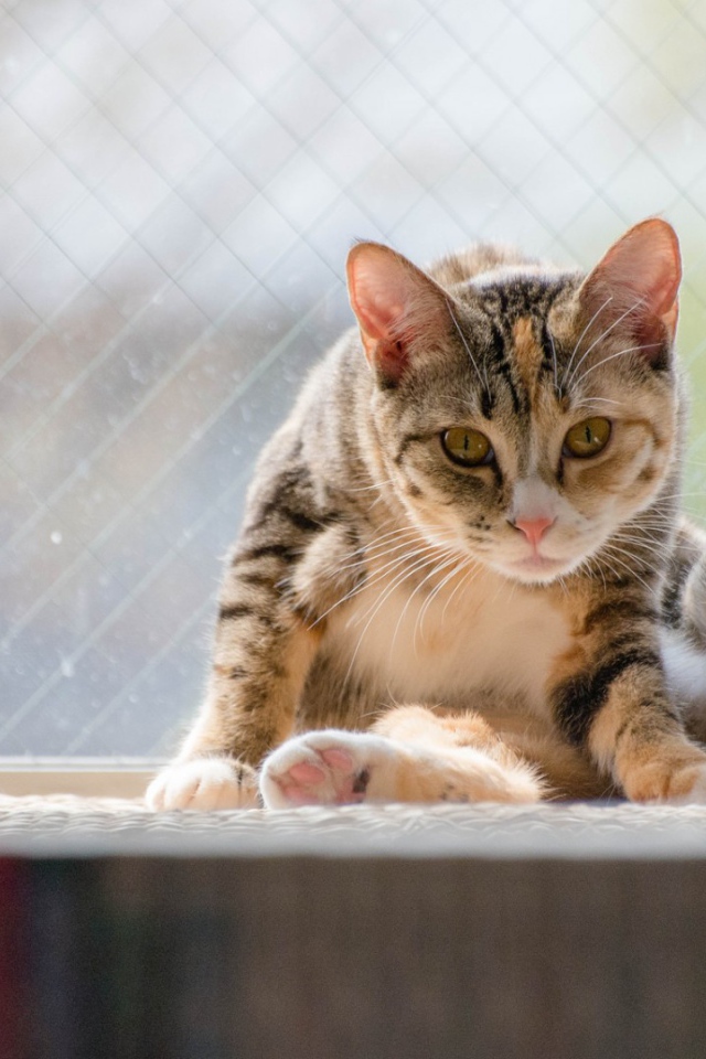 Kот на подоконнике