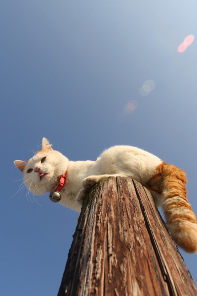 Кот на деревянном столбе