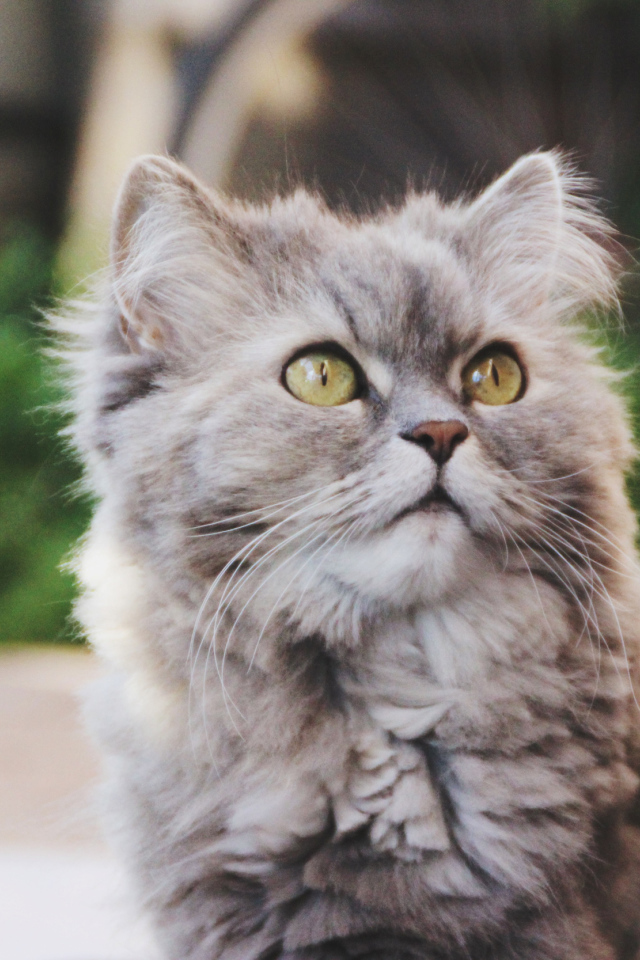 Кошка на улице