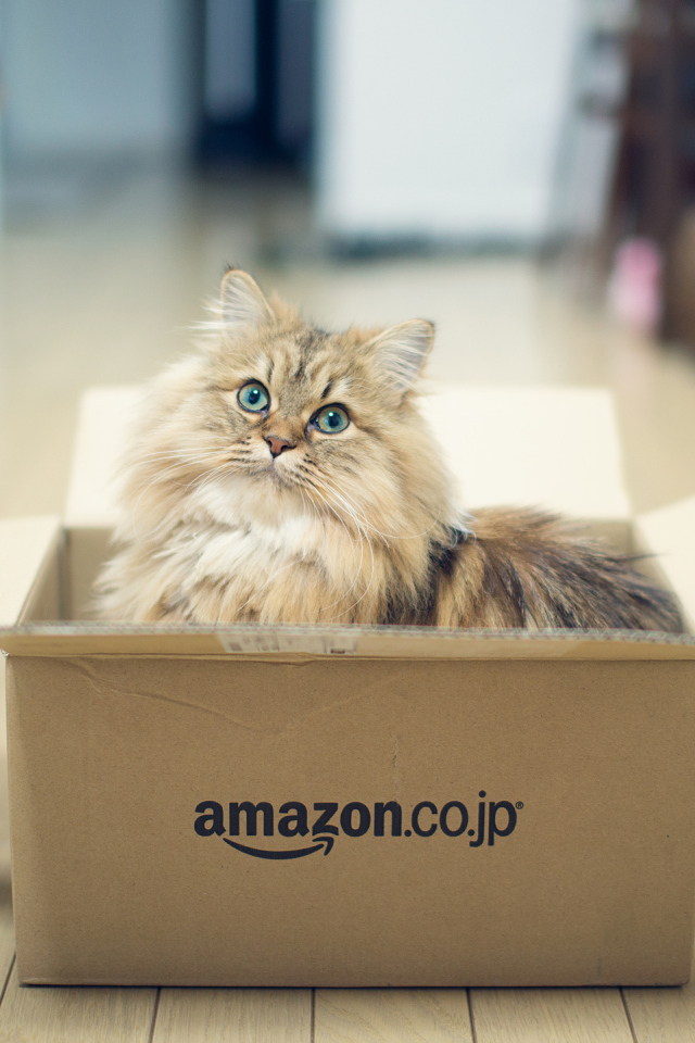 Кот играет в коробке