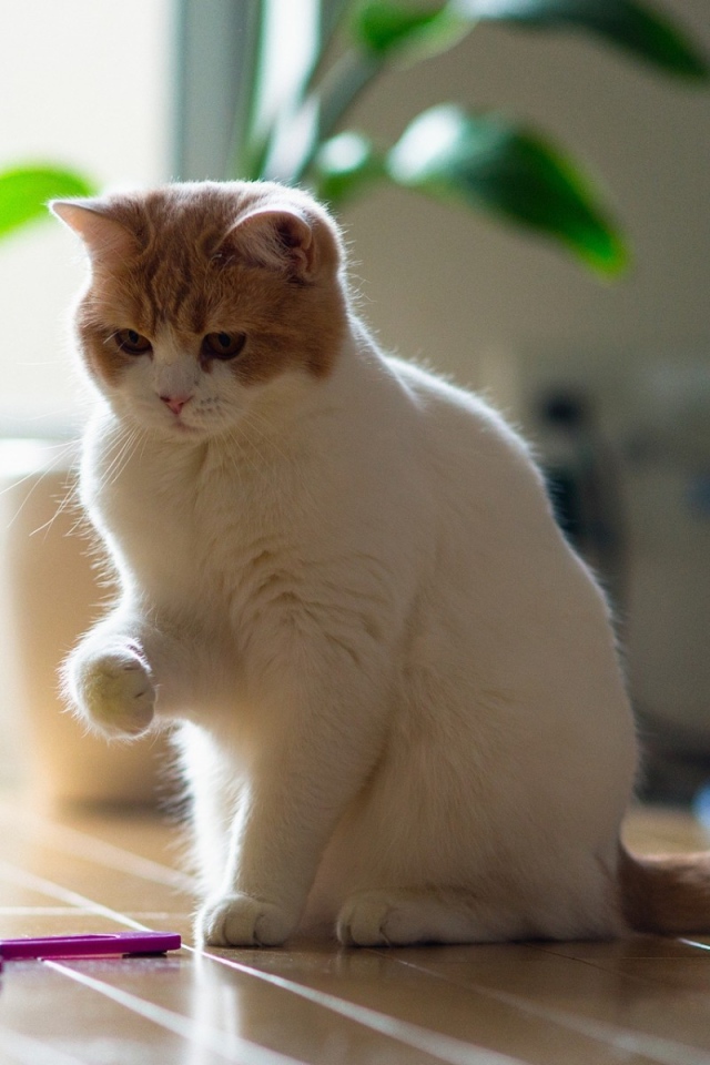 Кот играет с бабочкой