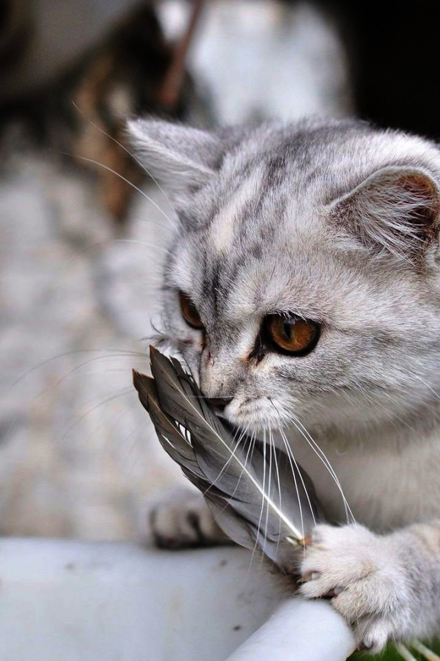 Кот играет с перьями