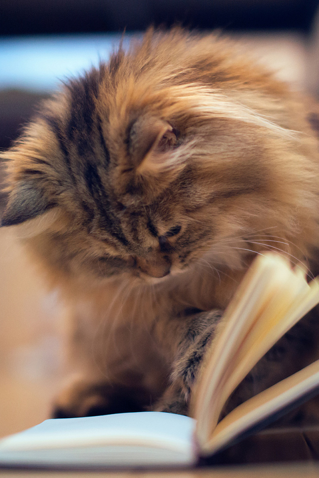 Кот читает книгу