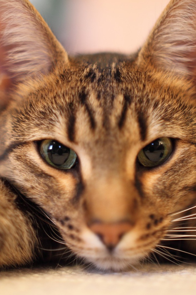 Кот отдыхает