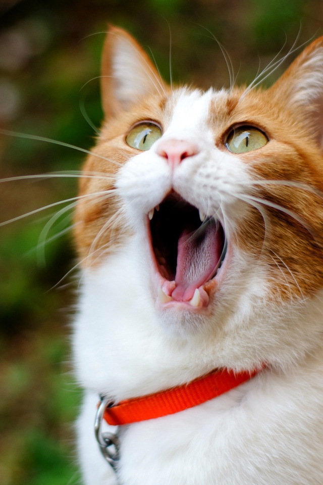 Кошачья ария