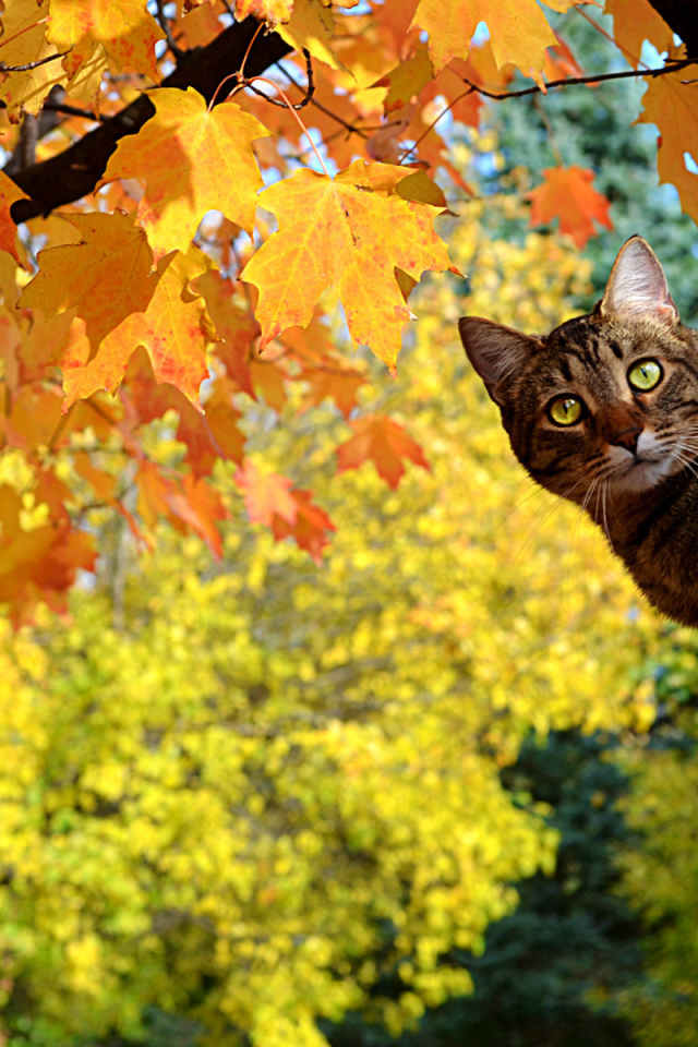 Кот сидит на дереве