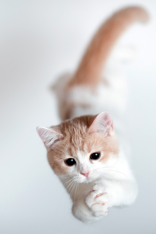 Кошка тороде