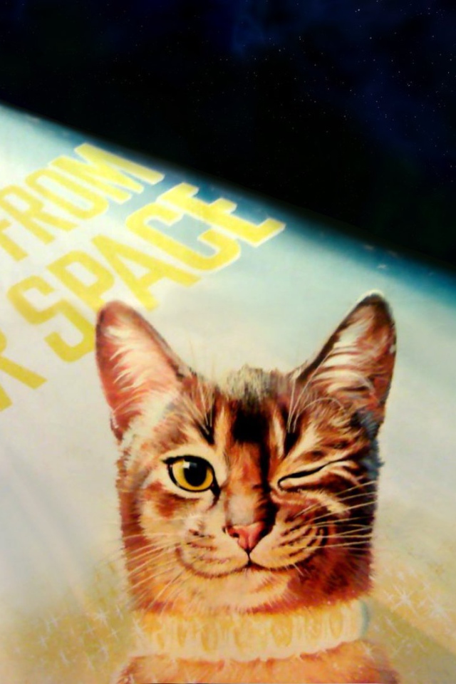 Кот подмигивает