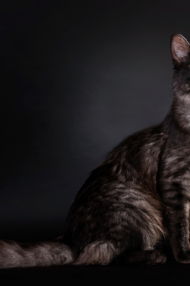 Кошка с пушистым хвостом