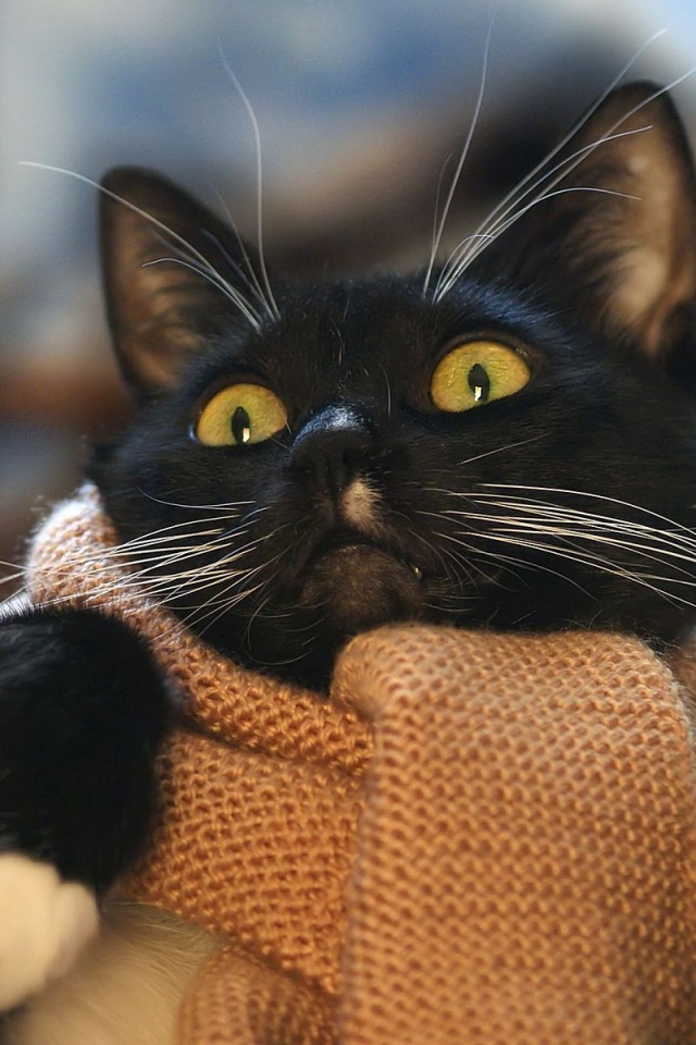 Кот с шарфом