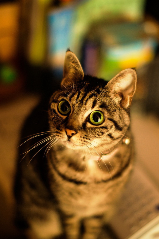 Кошка с большими глазами