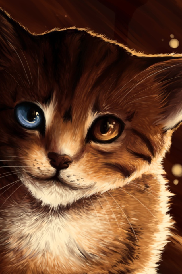 Кот с разными глазами