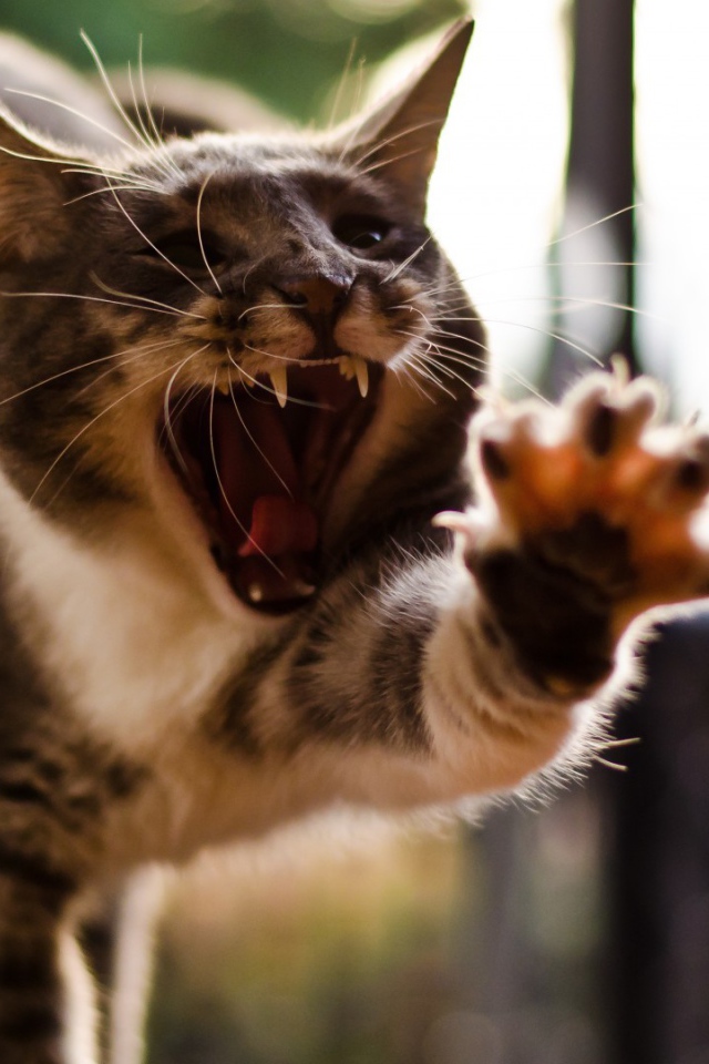 Кот с открытым ртом